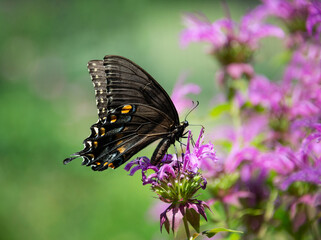 Eastern Tiger Swallowtail butterfly, black female, (Papilio glaucus) feeding on purple Bee Balm flowers in the garden.
