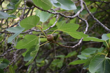 urlaub im krka nationalpark in kroatien