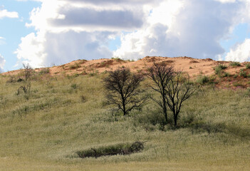 The 'green Kalahari,' a rare sight, after all the rain