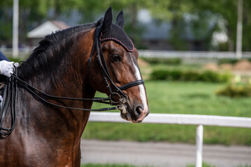 races on beautiful sports horses at the hippodrome on a summer sunny day