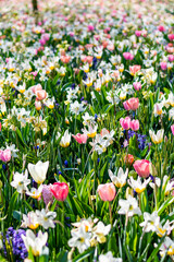 Closeup view of beautiful tulip field in bloom. Tulip flower of multiple colors - pink, yellow, violet, red, orange. Tulips are typical flower in Netherlands.