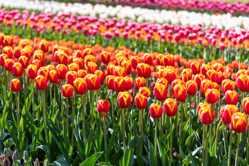 Obraz premium Closeup view of beautiful tulip field in bloom. Tulip flower of multiple colors - pink, yellow, violet, red, orange. Tulips are typical flower in Netherlands.