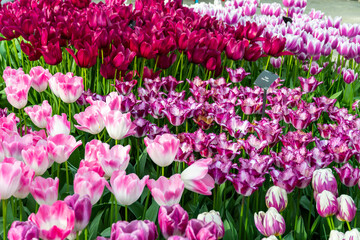 Naklejka premium Closeup view of beautiful tulip field in bloom. Tulip flower of multiple colors - pink, yellow, violet, red, orange. Tulips are typical flower in Netherlands.