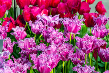 Fototapeta premium Closeup view of beautiful tulip field in bloom. Tulip flower of multiple colors - pink, yellow, violet, red, orange. Tulips are typical flower in Netherlands.