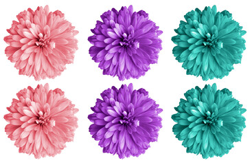 Top veiw, Set chrysanthemums flowers three color blossom blooming  isolated on white background for stock photo or illustration, summer plants, pink violet cyan colours
