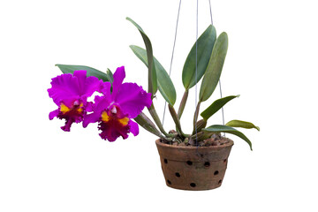 Purple Cattleya orchid flower bloom hanging in pot in the garden isolated on white background included clipping path.