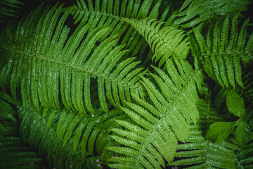 Background of fern leaves after rain. High quality photo