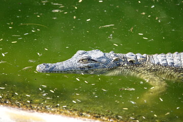 Krokodil im Wasser