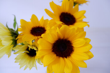 Vivid yellow color sunflowers on white background. Bright sunflowers. Summer floral background.