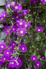 Fototapeta premium Beautiful cactus plant of the genus Delosperma bloom