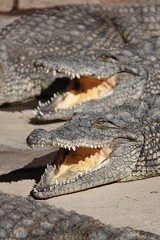 Zwei Krokodile mit offenem Maul