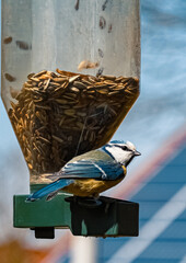 Eurasian blue tit, Cyanistes caeruleus, at a bird feeder