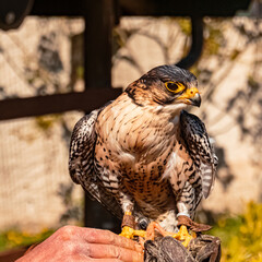 Falco rusticolus, Gyrfalcon, sitting on the glove of its trainer