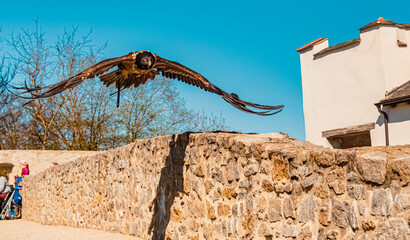 Young Gypaetus barbatus, Bearded vulture, in low flight casting a shadow on the ground