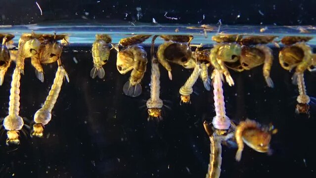 Mosquito, Larvae and Pupae in polluted water. Culex pipiens (the common house mosquito or northern house mosquito) is a species of blood-feeding mosquito of the family Culicidae