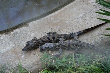 Kleine Krokodile