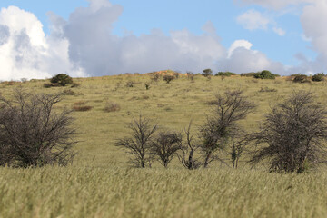 Obraz premium The 'green Kalahari,' a rare sight, after all the rain