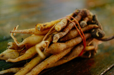 fresh thai Kaempferia