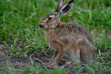 hase, tier, hase, wild, feldhase, gras, säugetier, braun