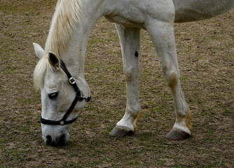portrait of a white horse,portrait von einem weissen pferd