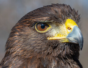 A close-up with a portrait of an eagle