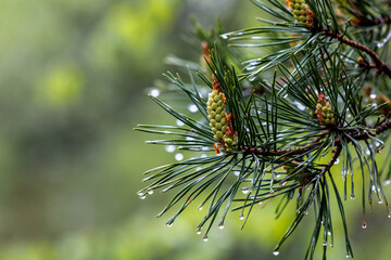Naklejka na ściany i meble Fresh green pine cone after the rain with waterdrops on needles