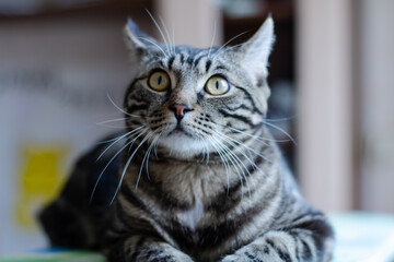 A gray striped cat looks into the camera. funny cat