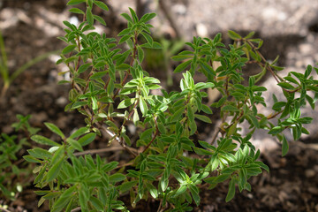 small thyme plant in the vegetable garden
