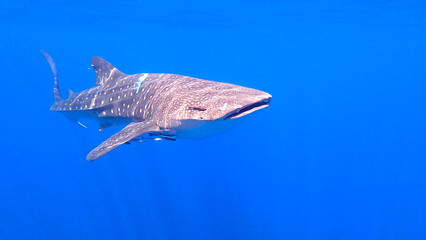 Whale shark gliding in tropical waters.