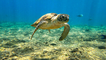 Hawksbill turtle in blue tropical water. - obrazy, fototapety, plakaty