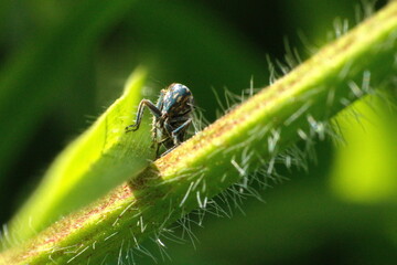 Black leafhopper in a field in Cotacachi, Ecuador