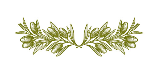 olive branches. Vector illustrations of branches with fruits and leaves for creating logos, patterns, greeting cards, wedding invitations