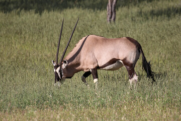 Gemsbok or South African Oryx in the Kgalagadi