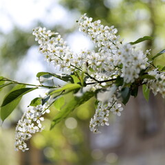 Bird cherry tree blossom, branch with flowers.