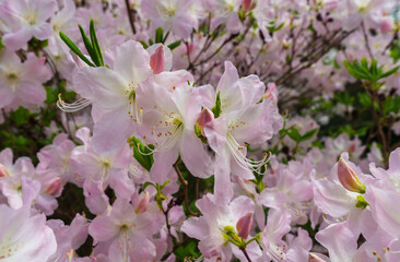 close up view of rhododendron blooming flowers