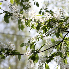 Bird cherry tree blossom, branches with flowers.