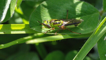 Green and brown insect on a leaf in Cotacachi, Ecuador