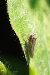 Brown leafhopper on a leaf in a field in Cotacachi, Ecuador