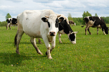 A white cow with black spots in the foreground against the background of the rest herd. Grazes on a summer juicy meadow