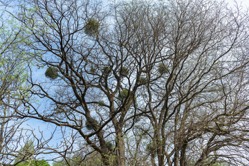 Fototapeta premium parasitic plants mistletoes in tree branches