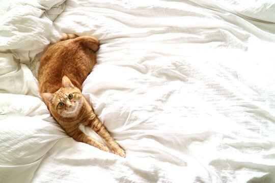 sleeping cat in bed