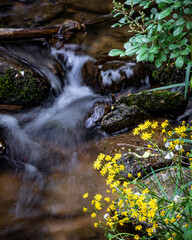 Gentle stream flows over river rocks surrounded by yellow wildflowers
