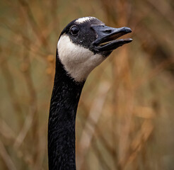 Extreme closeup of a canada goose head with mouth open