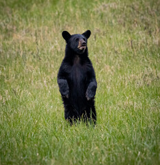 Young bear cub stands upright for a better look.