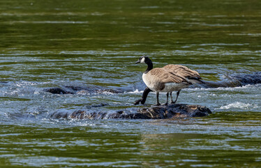 Pair of Canada Guess stop to get a drink in the river near Asheville