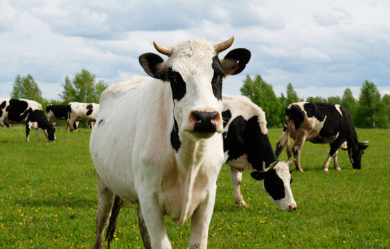 A white cow with black spots in the foreground against the background of the rest herd. Grazes on a summer juicy meadow