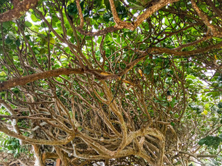 Beautiful and exotic branches