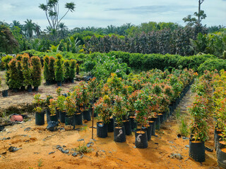 MUAR, MALAYSIA -MAY 4, 2022: Tropical plants are grown in a plant nursery. The large size of the nursery can accommodate a large number of plants. Sorted by species and grade.