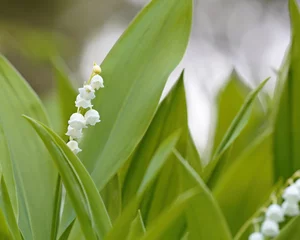 Poster Beautiful fragile flowers of lily of the valley in bloom © puteli