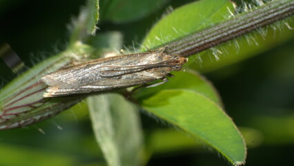 Small, brown moth on a stick in Cotacachi, Ecuador